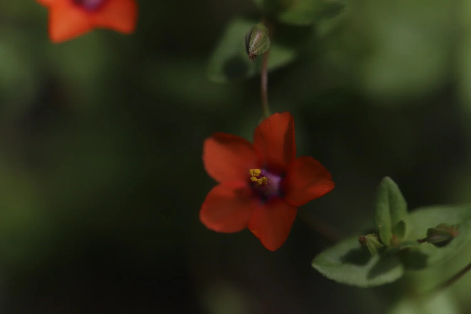 wildflowers 13.jpeg
