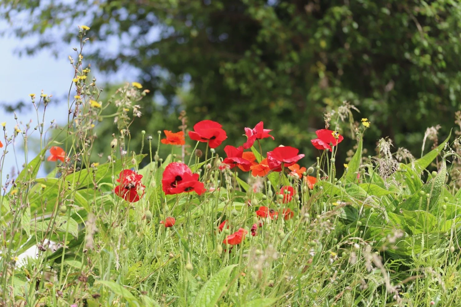 wildflowers 15.jpeg