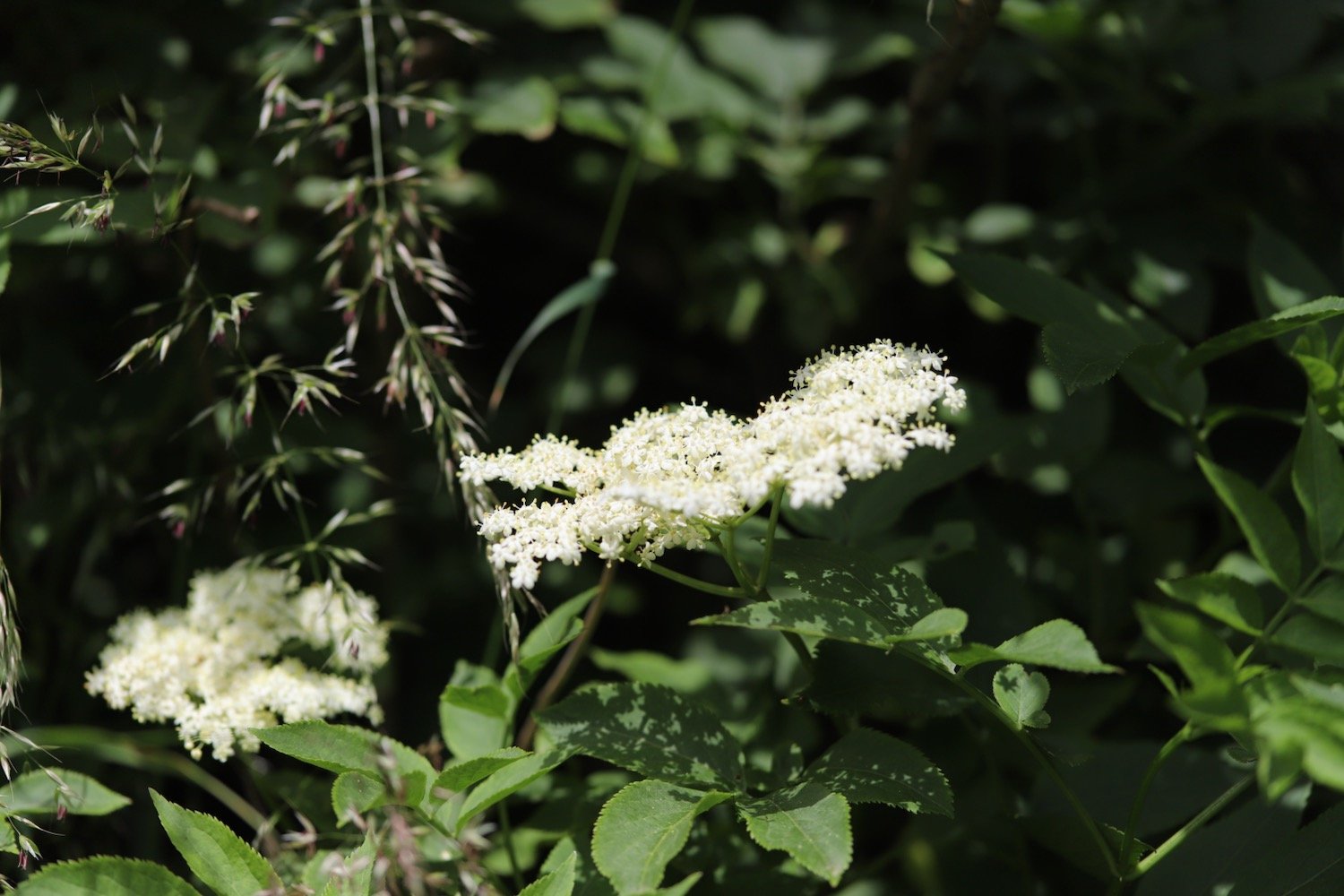 wildflowers 18.jpeg