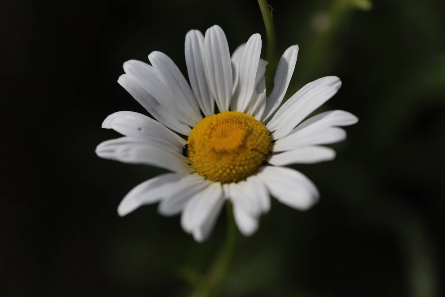 wildflowers 19.jpeg