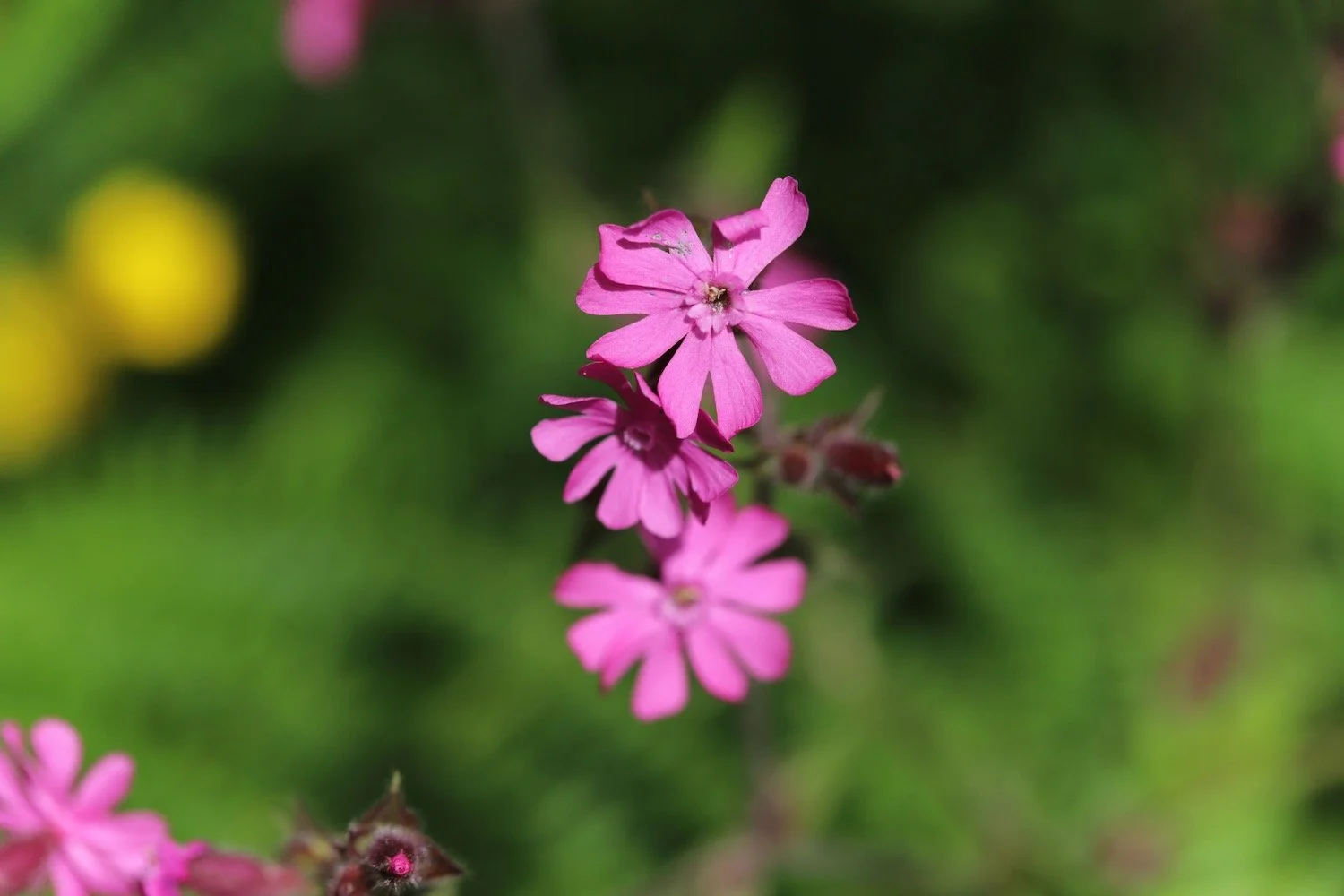 wildflowers 20.jpeg