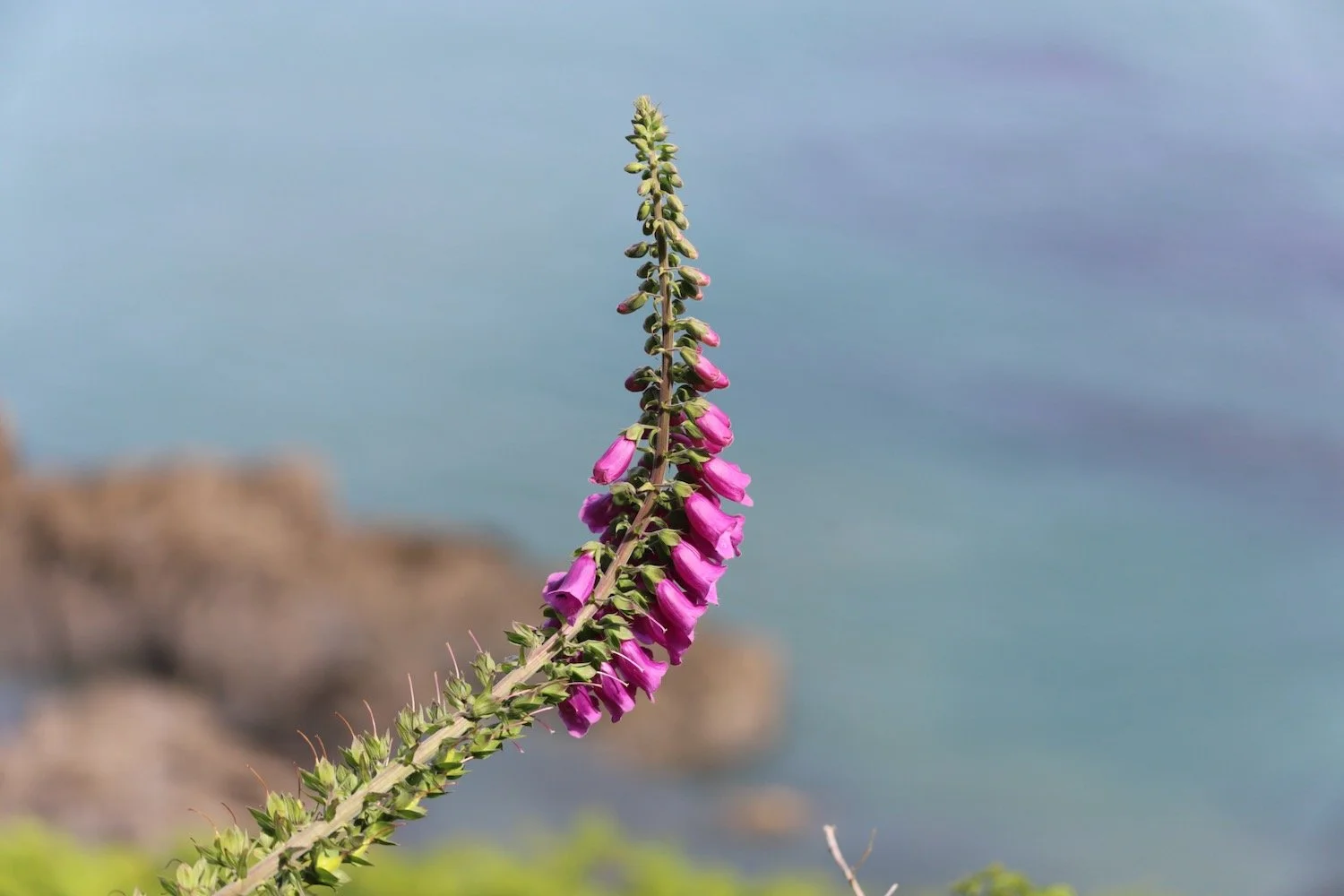 wildflowers 22.jpeg