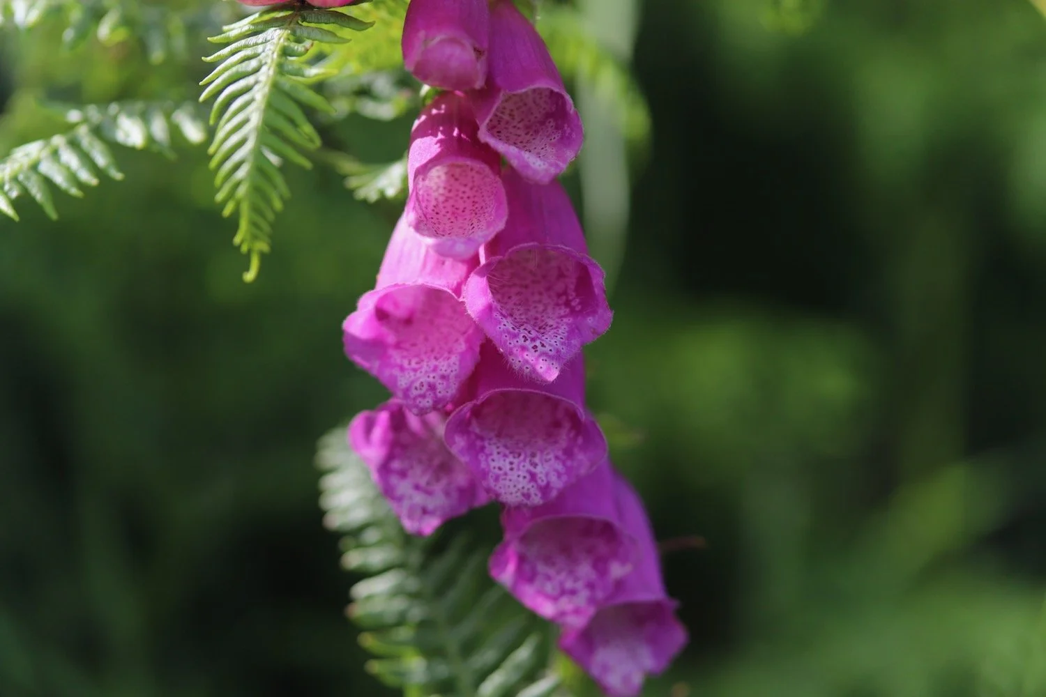 wildflowers 24.jpeg