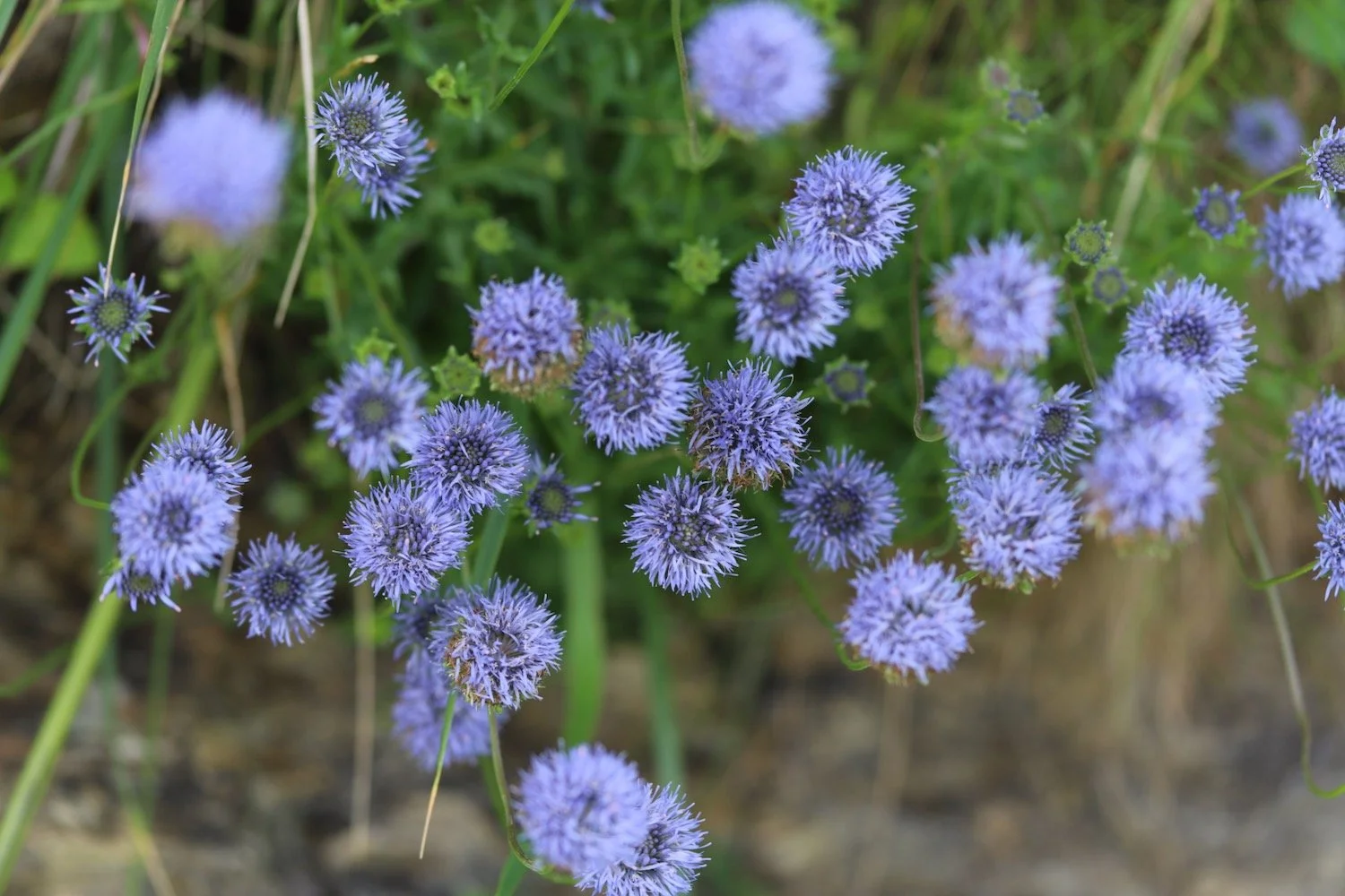 wildflowers 25.jpeg