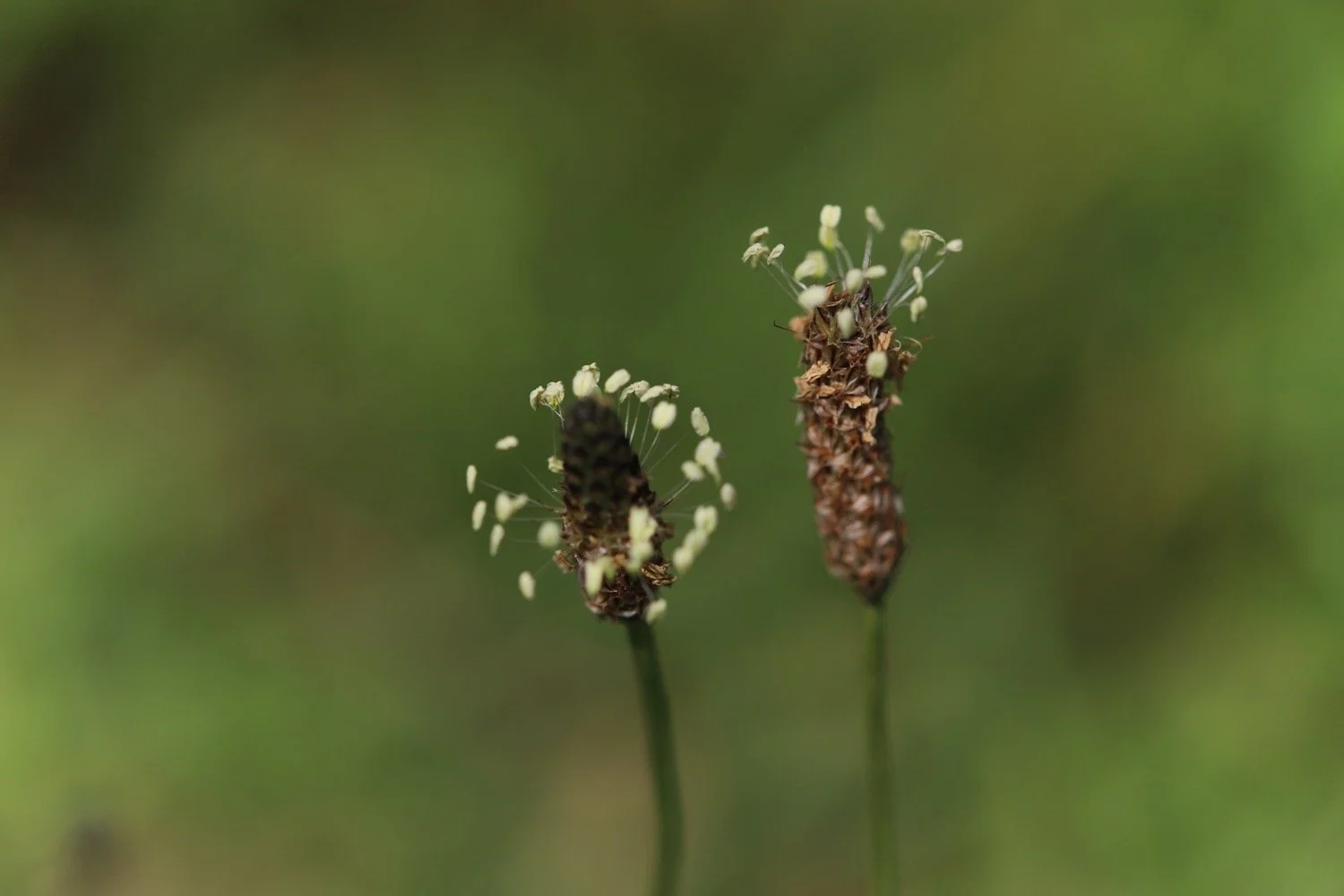 wildflowers 27.jpeg