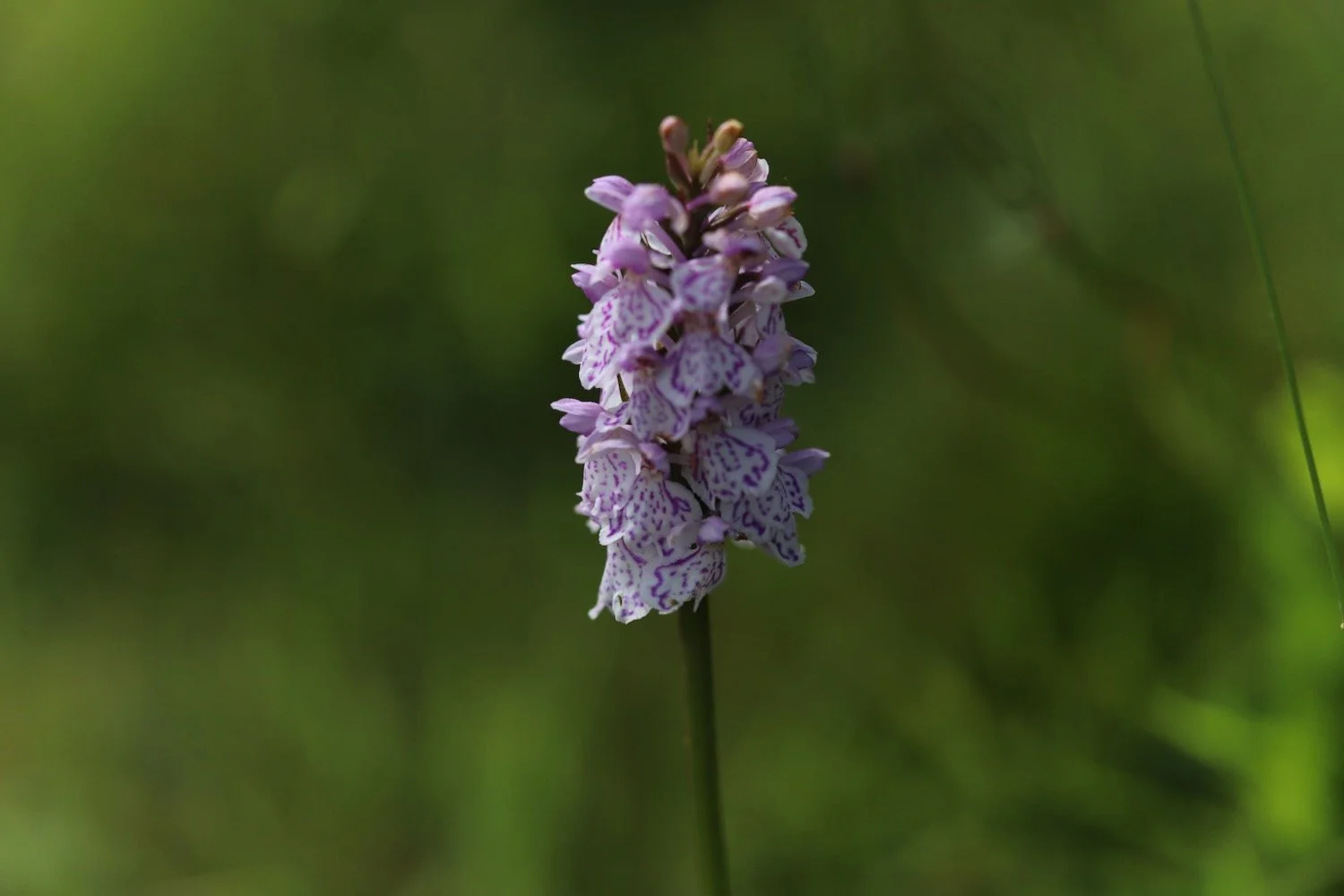 common spotted orchid 1.jpeg
