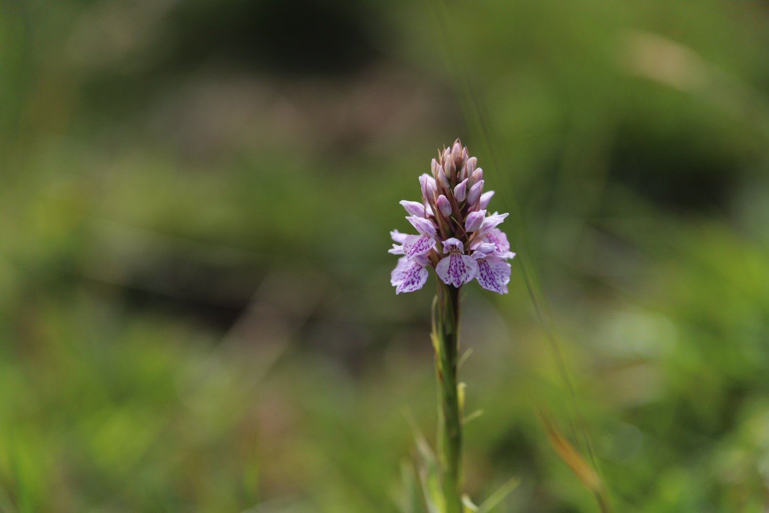 common spotted orchid 2.jpeg