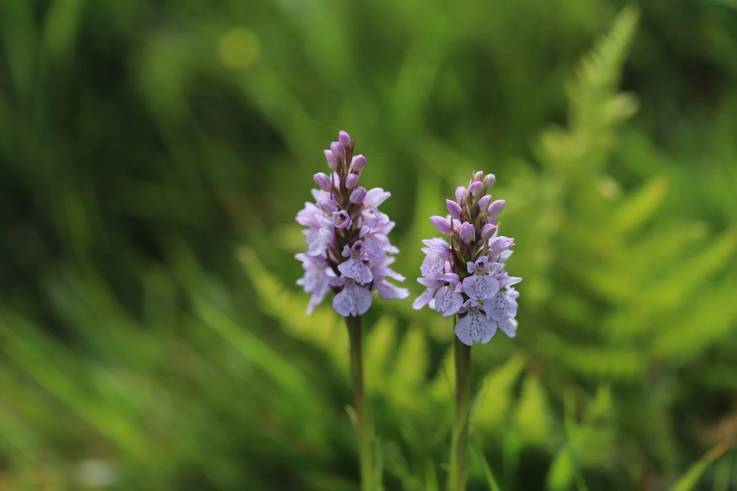 common spotted orchid 3.jpeg
