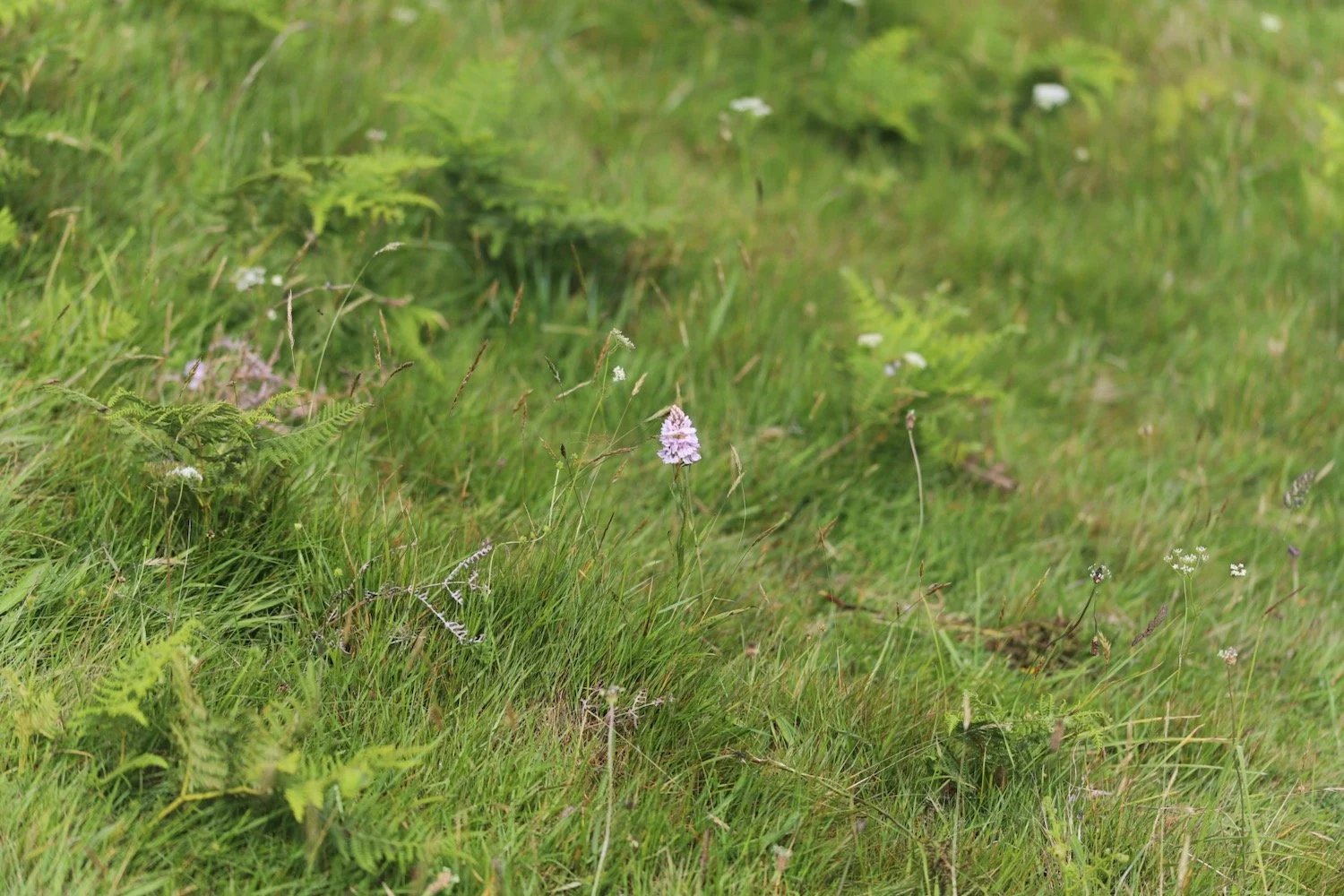 common spotted orchid 4.jpeg