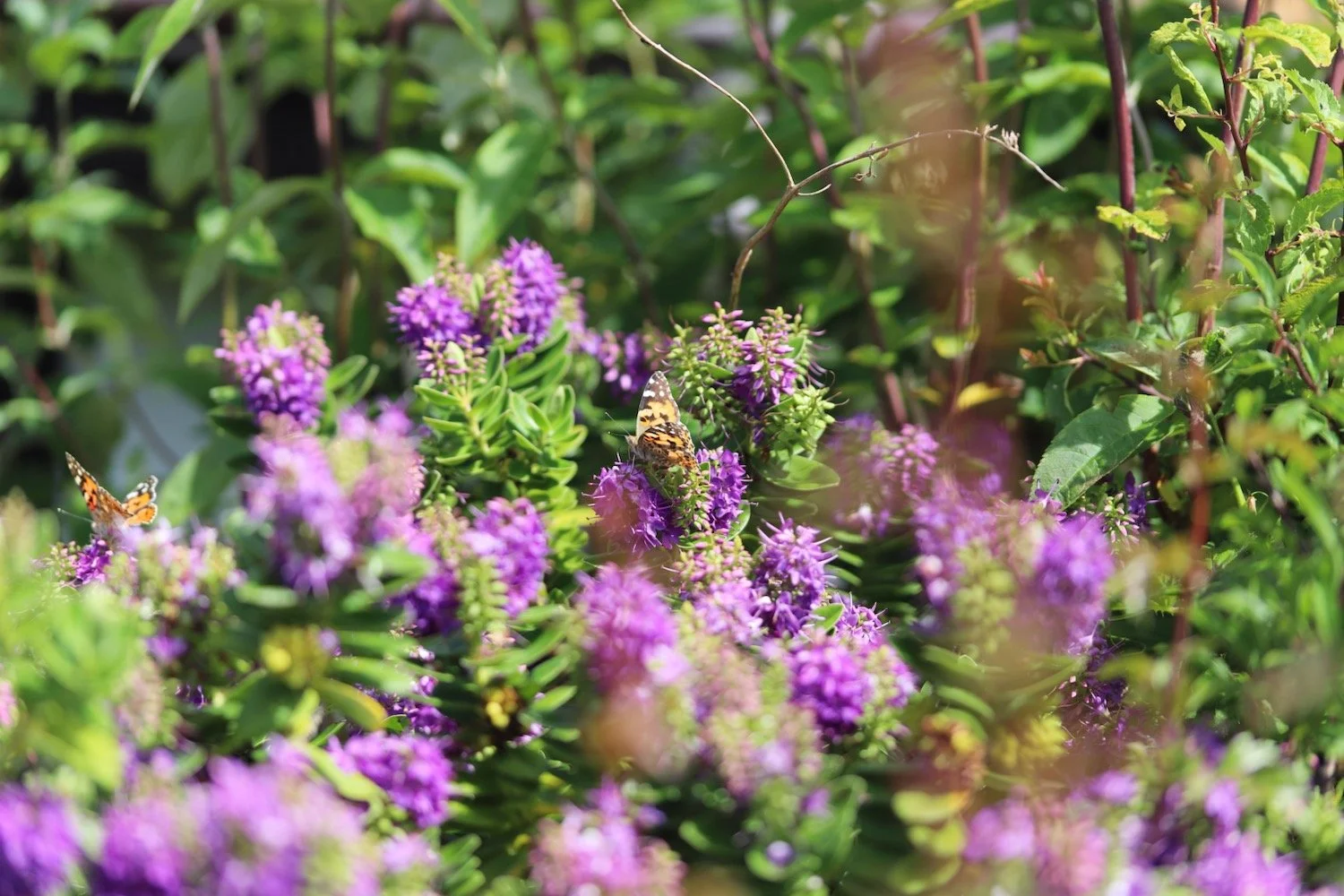 wildflowers 31.jpeg