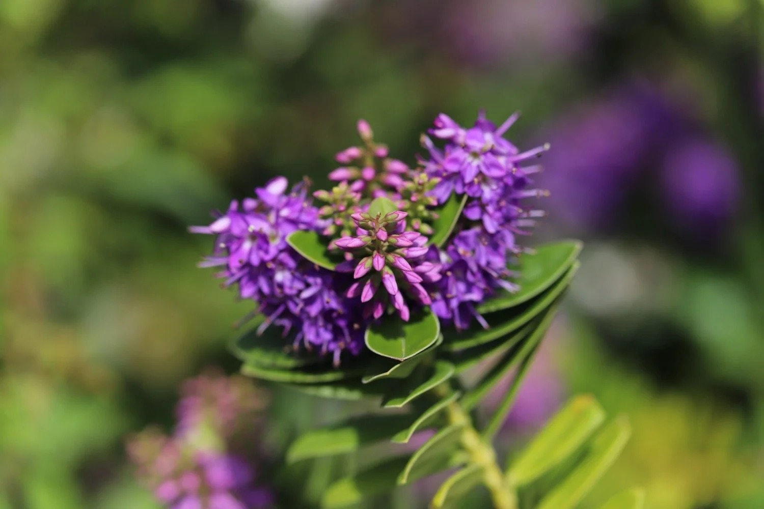 wildflowers 33.jpeg