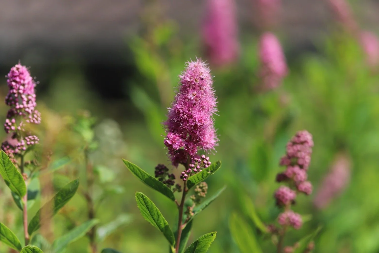 wildflowers 36.jpeg
