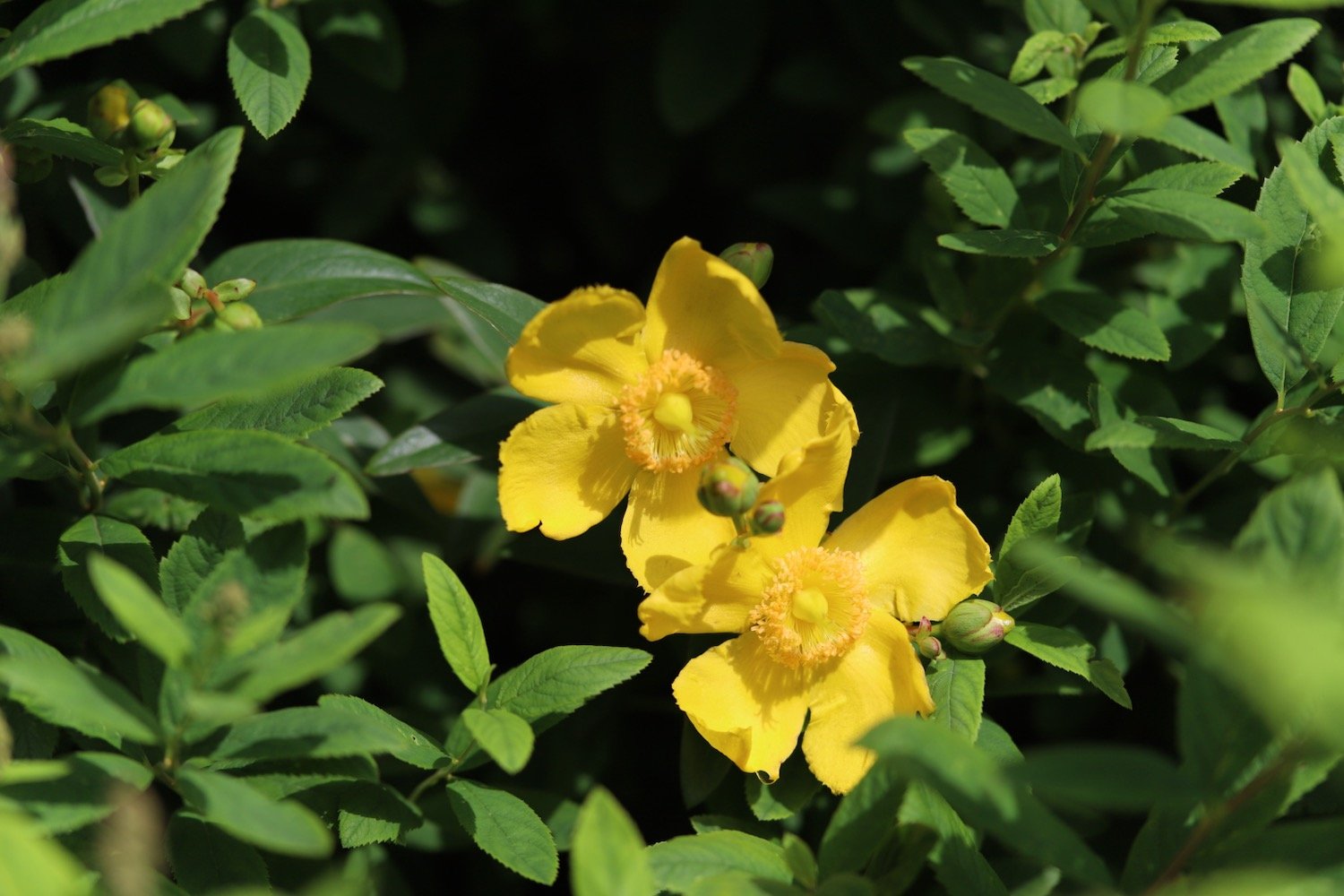 wildflowers 37.jpeg