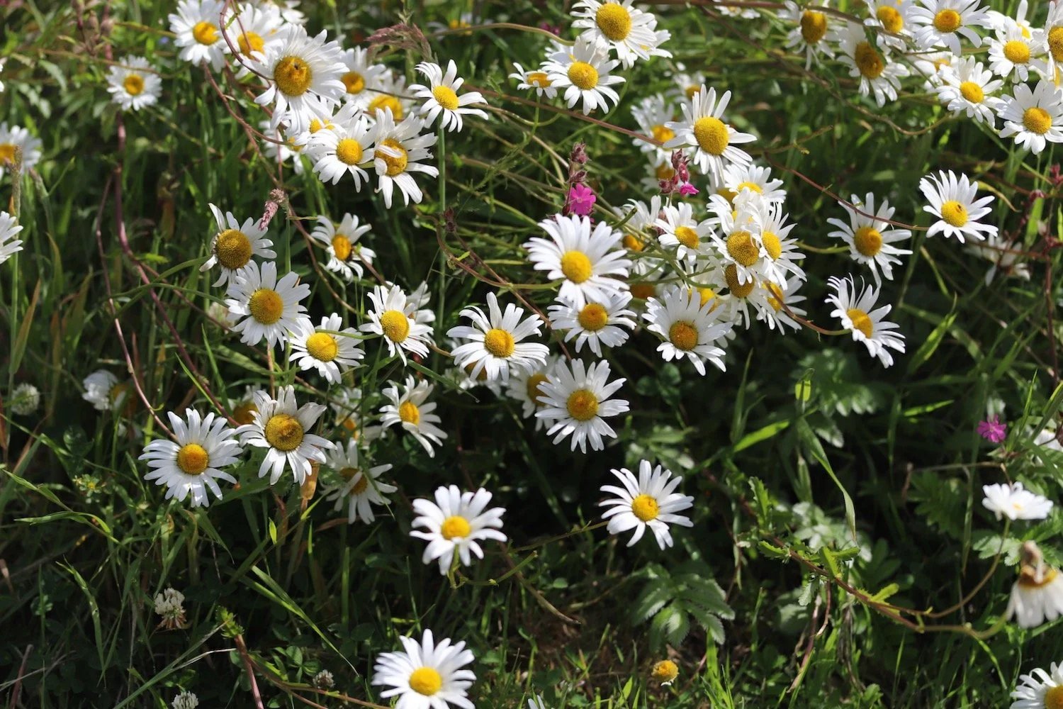 wildflowers 39.jpeg