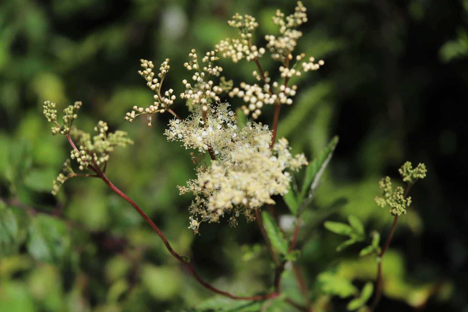 wildflowers 41.jpeg