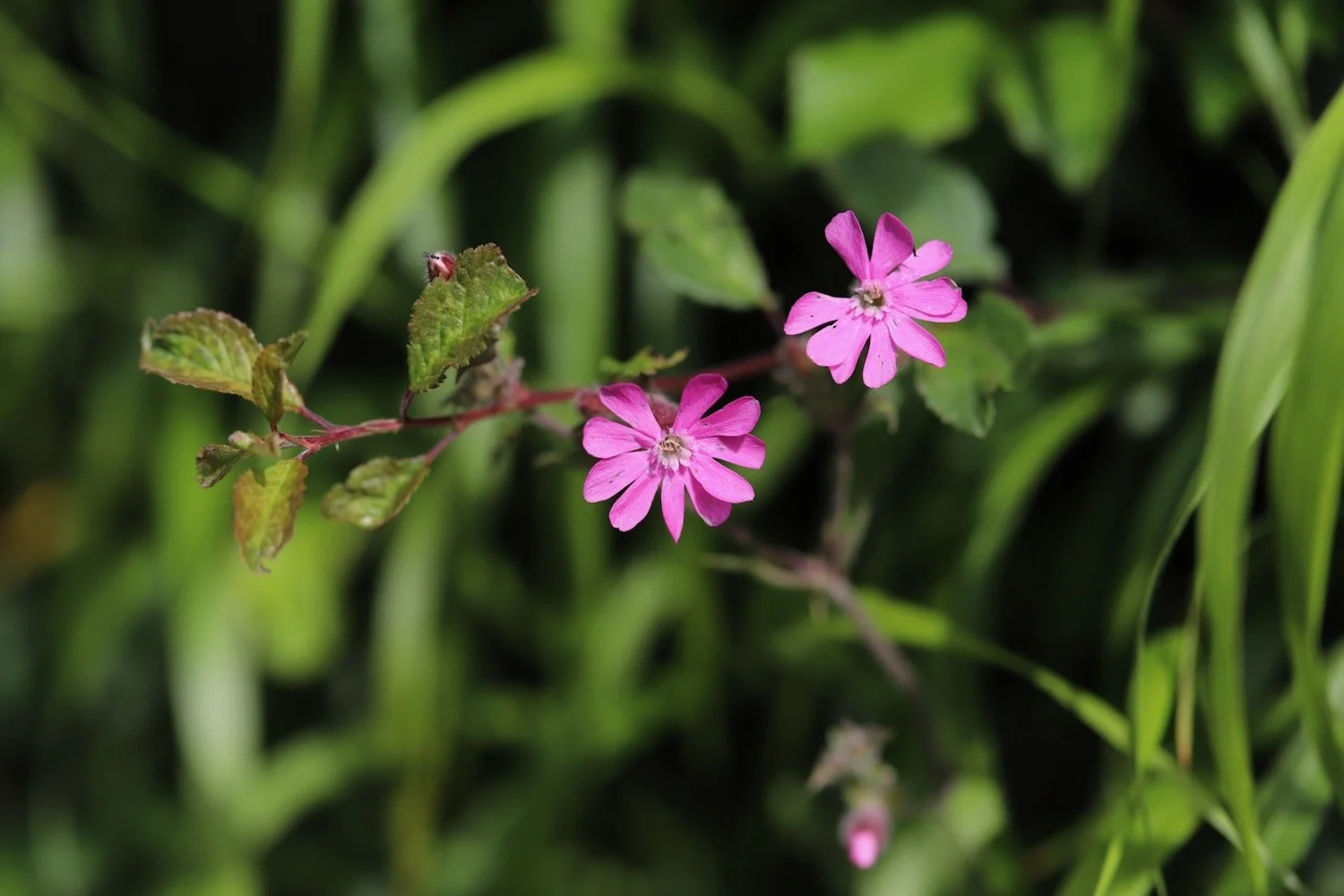 wildflowers 42.jpeg