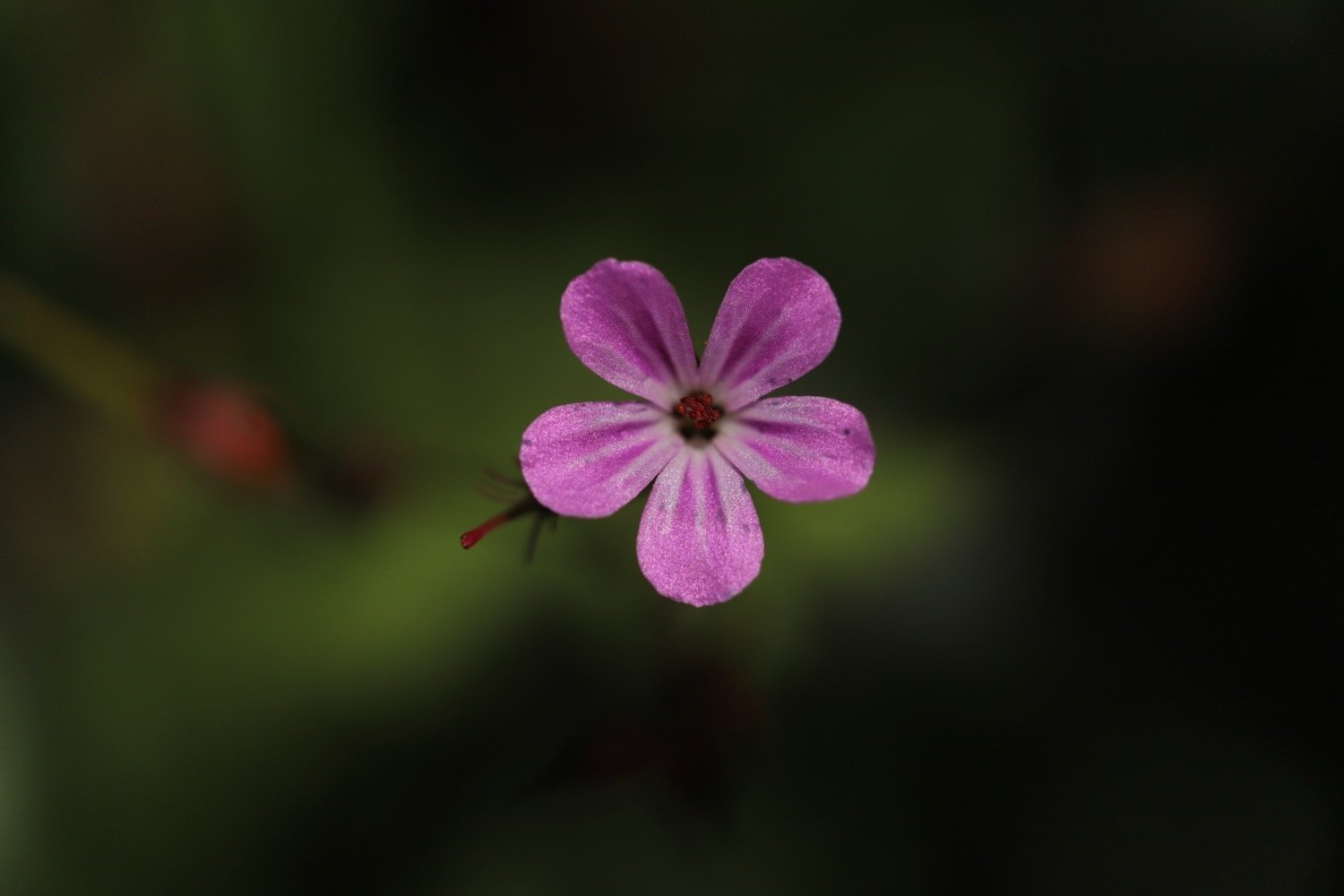 wildflowers 43.jpeg