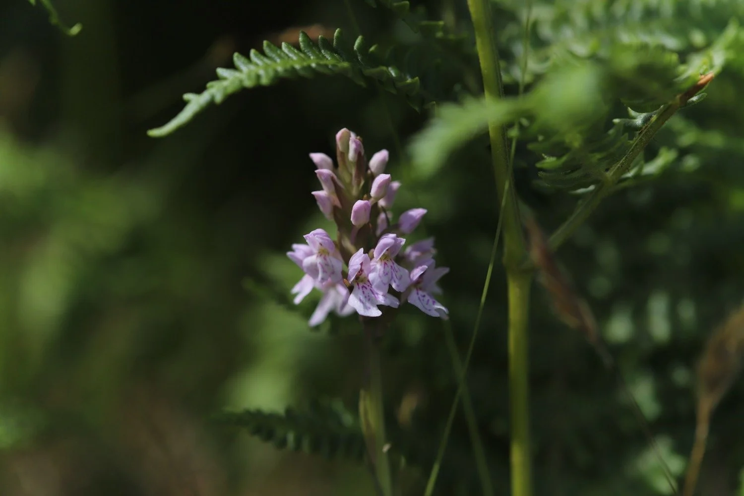 wildflowers 44.jpeg