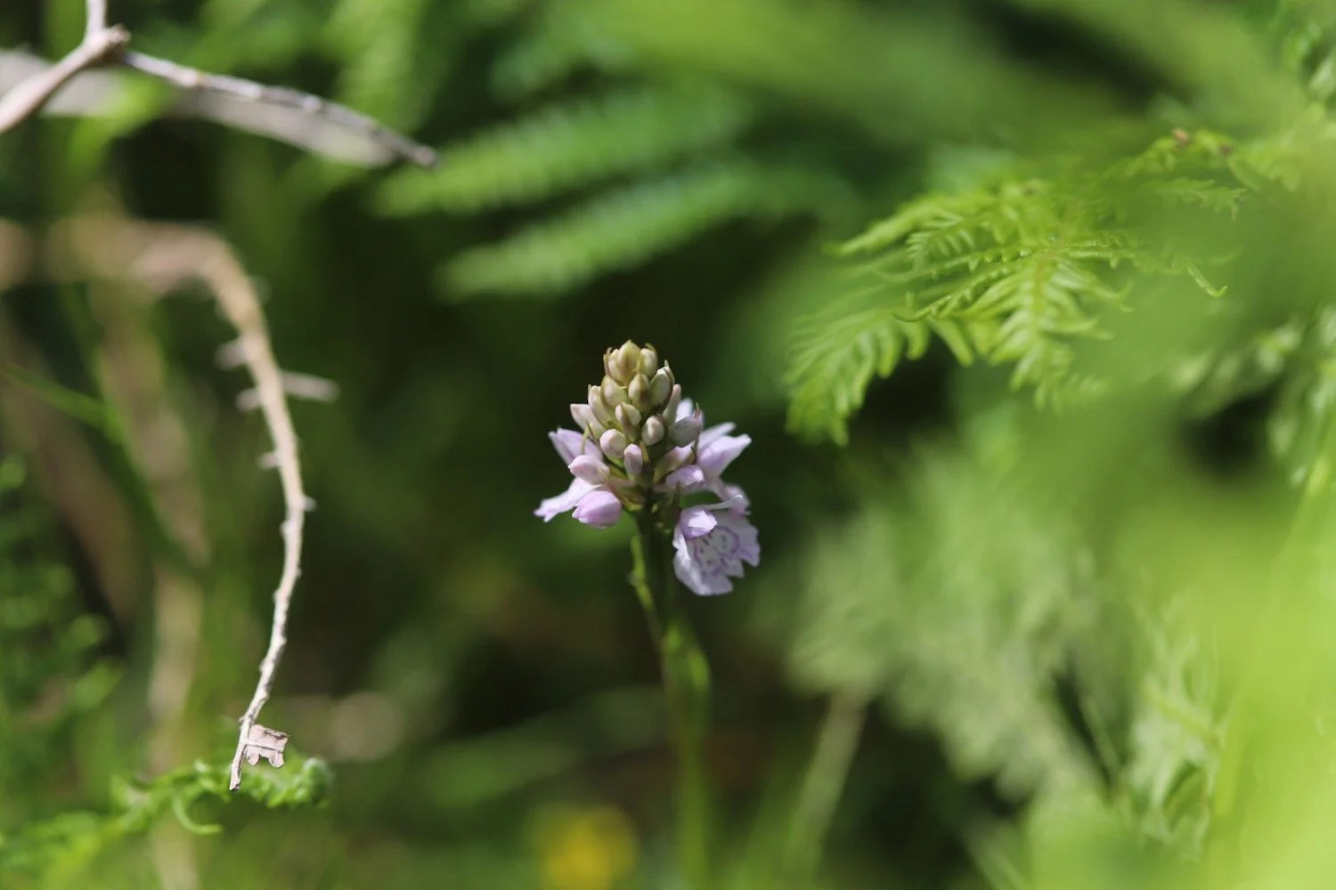 wildflowers 45.jpeg