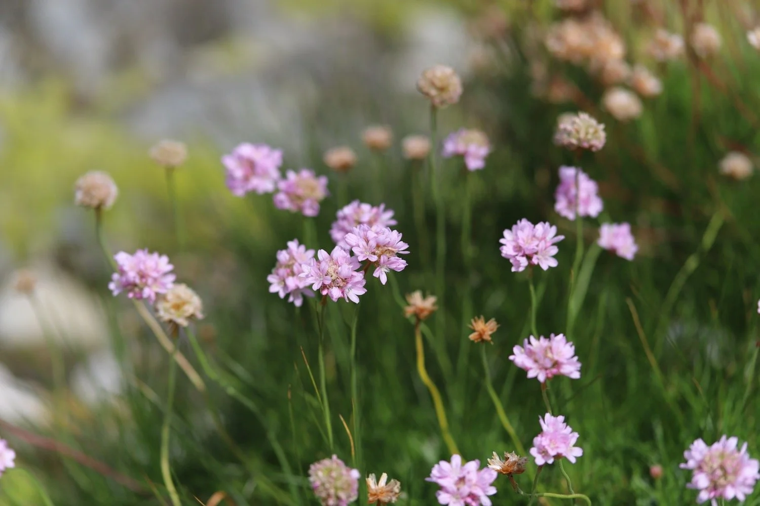 wildflowers 50.jpeg