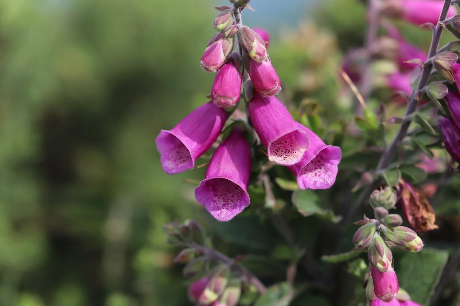 wildflowers 1.jpeg