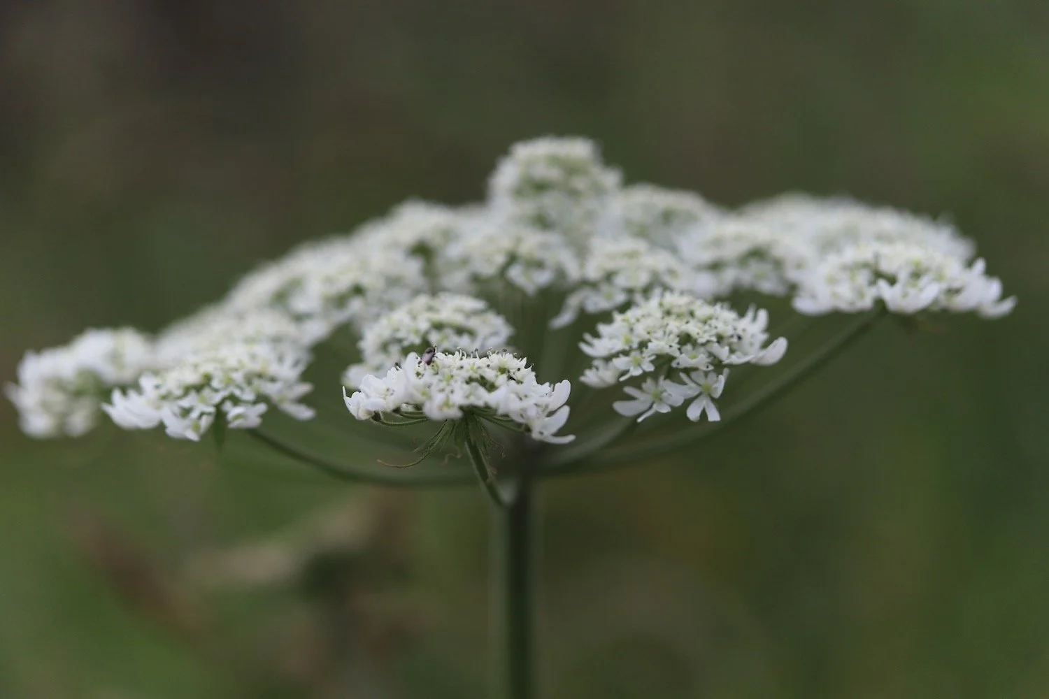wildflowers 2.jpeg
