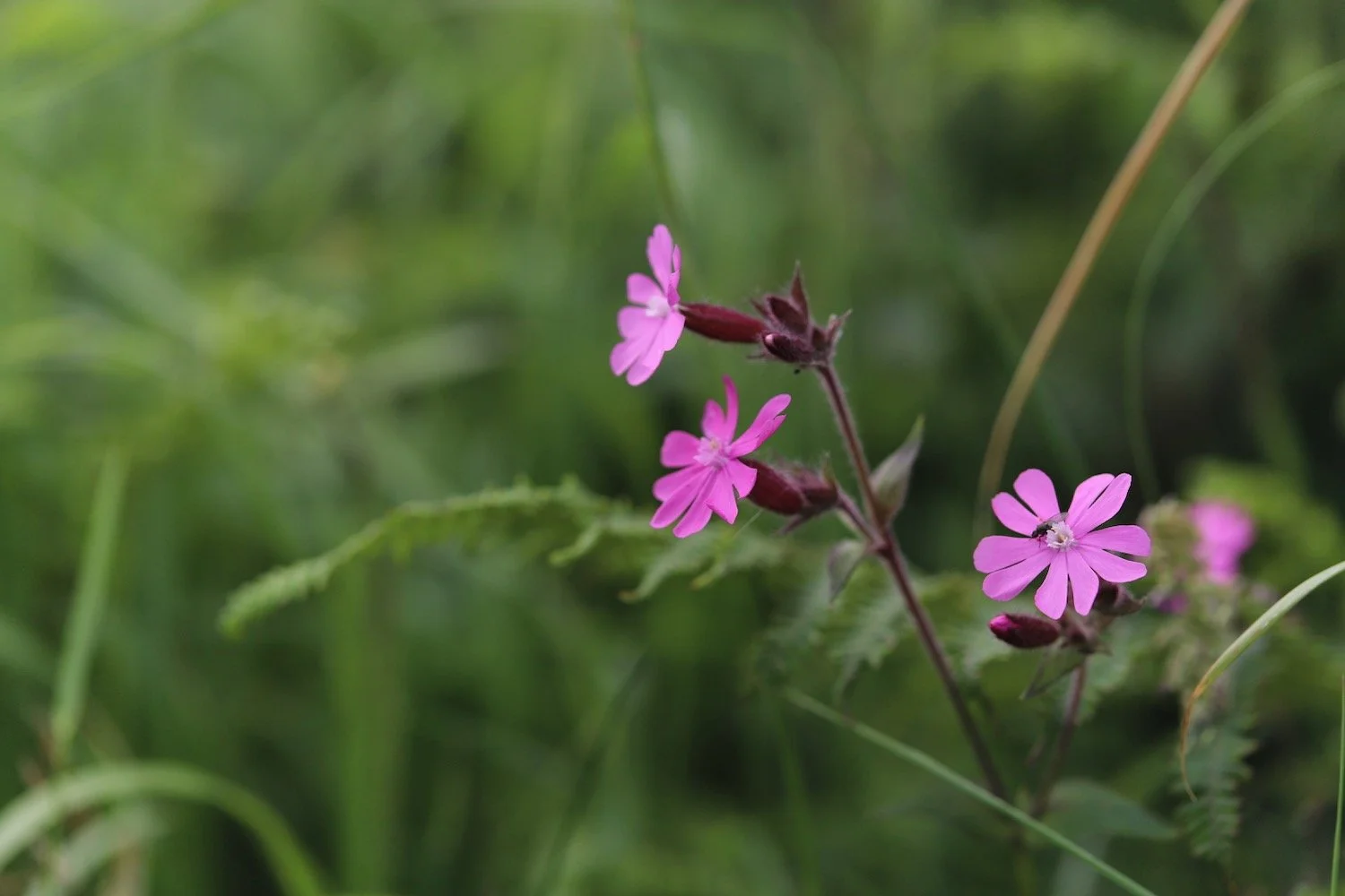 wildflowers 3.jpeg