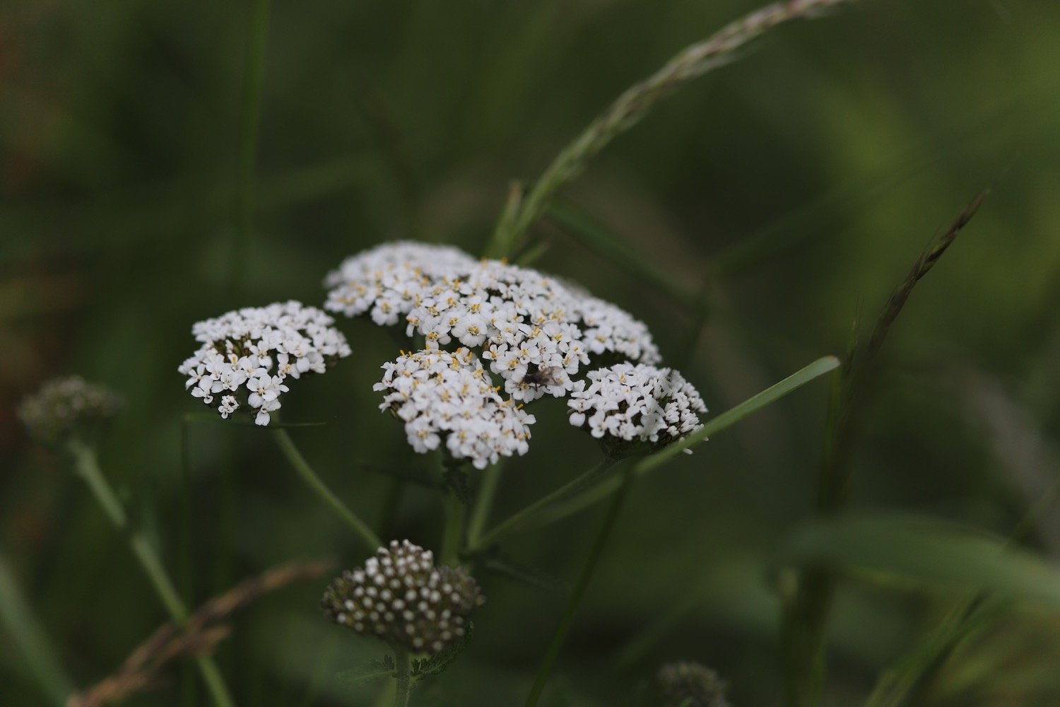 wildflowers 4.jpeg