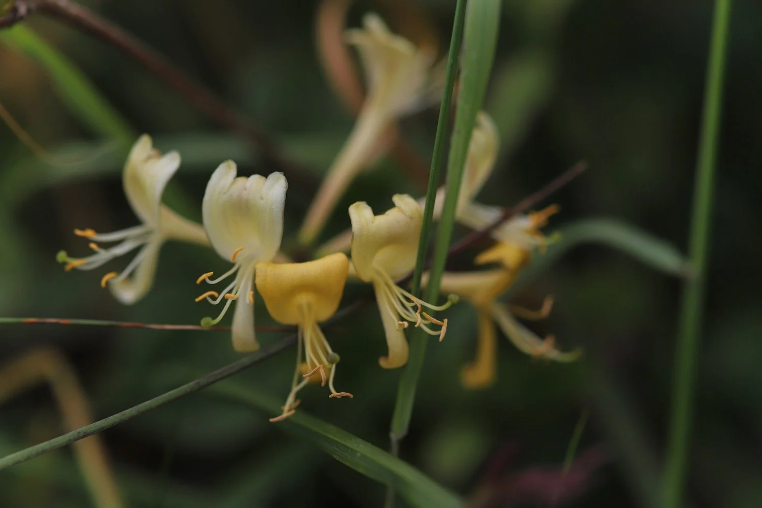 wildflowers 5.jpeg