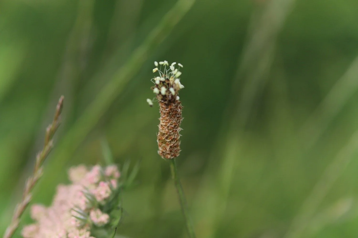 wildflowers 10.jpeg