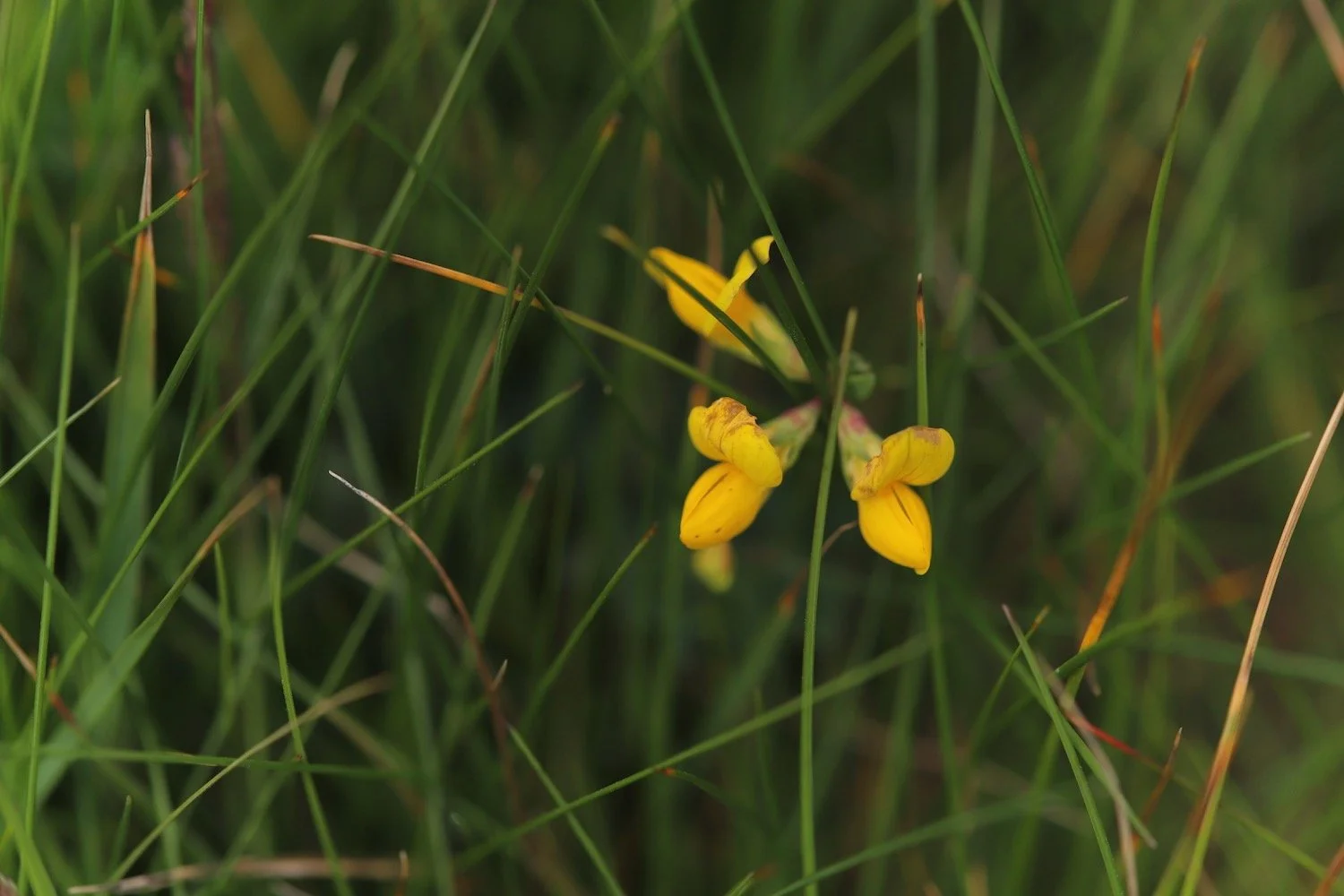 wildflowers 11.jpeg