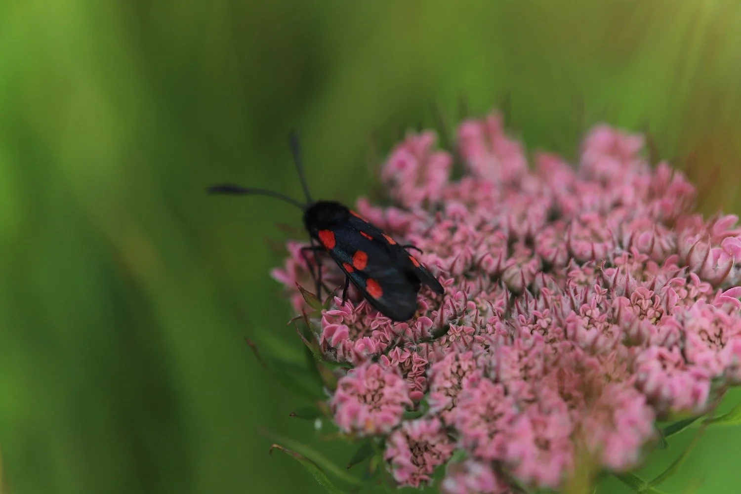 wildflowers 12.jpeg