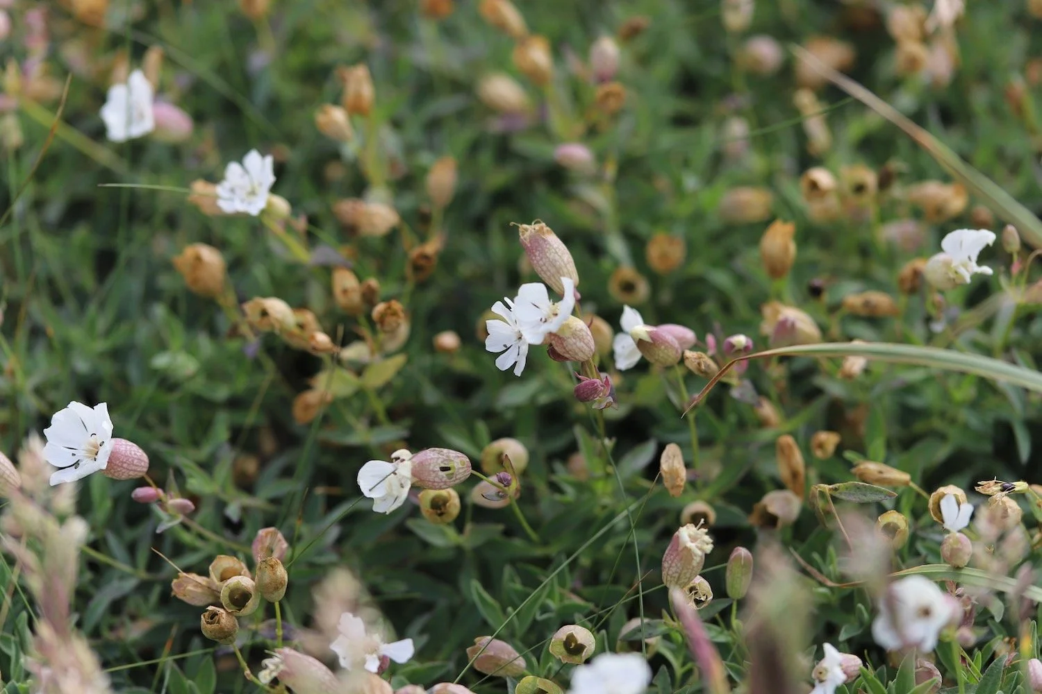 wildflowers 13.jpeg