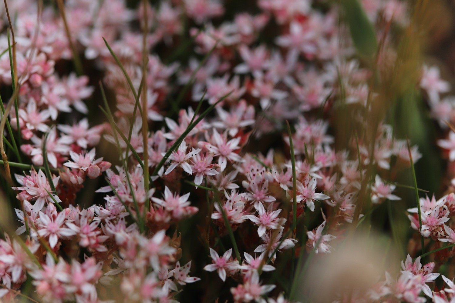 wildflowers 14.jpeg
