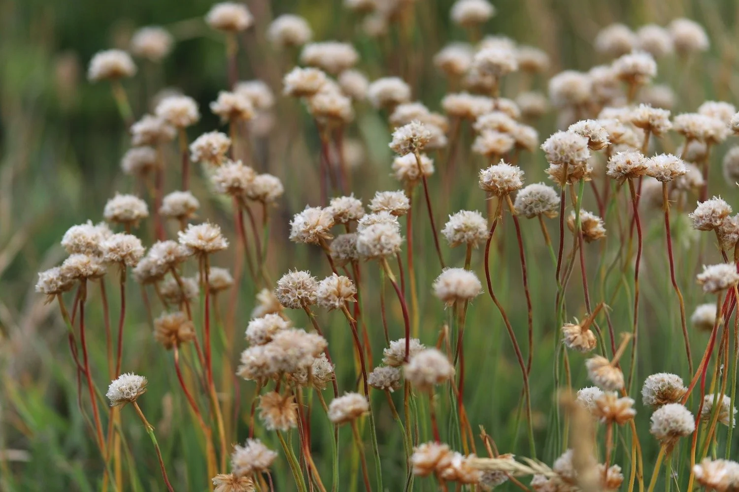 wildflowers 15.jpeg