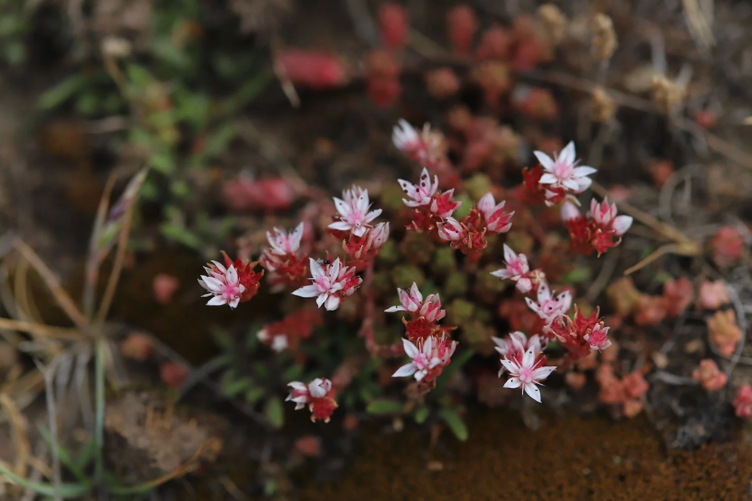 wildflowers 16.jpeg