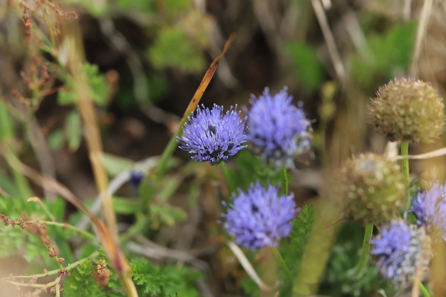 wildflowers 17.jpeg
