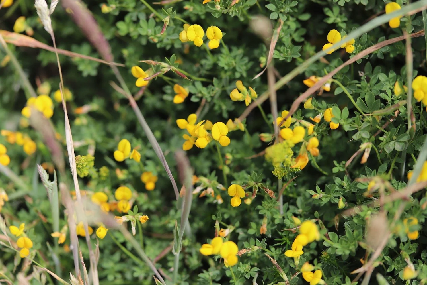 wildflowers 18.jpeg