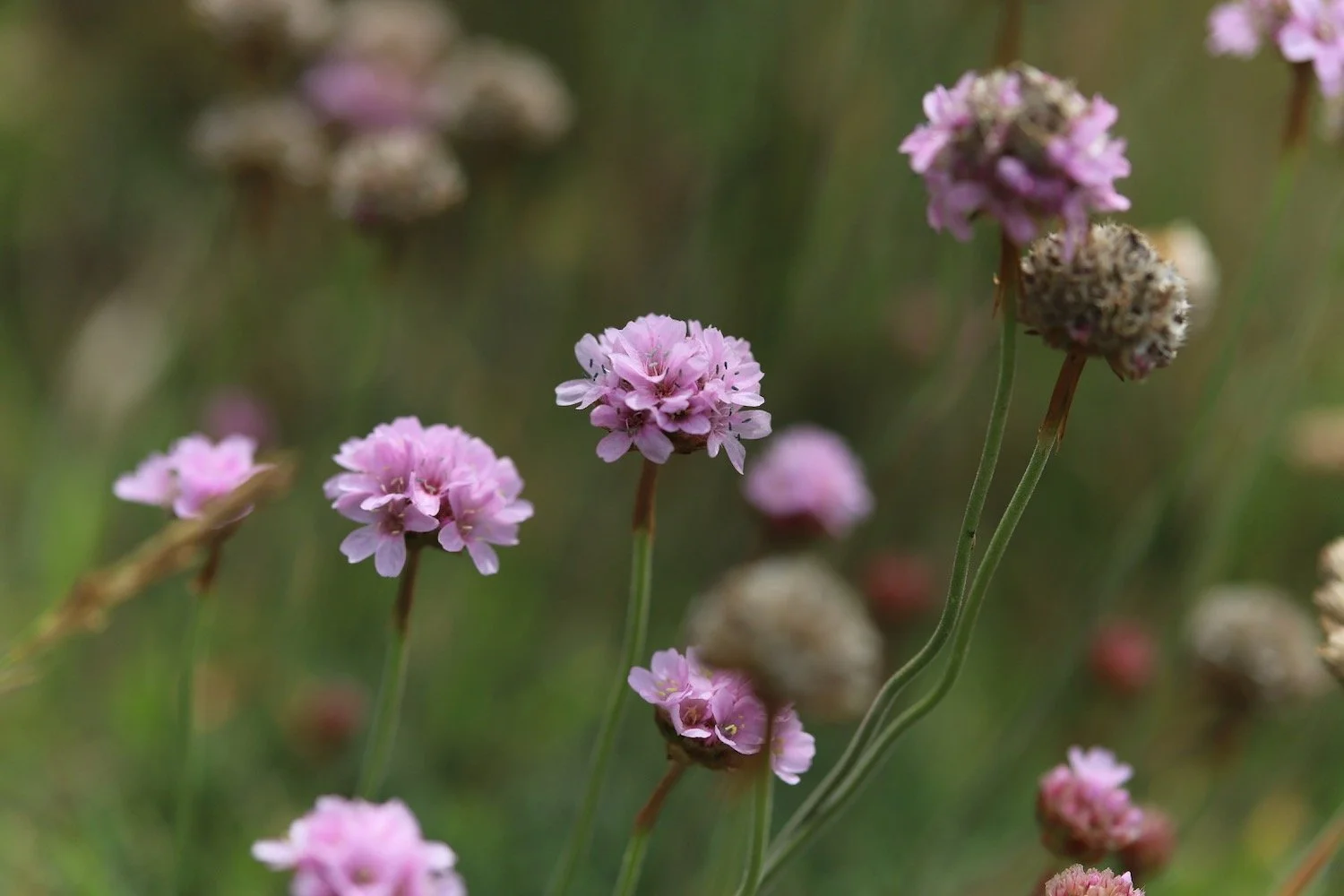wildflowers 19.jpeg