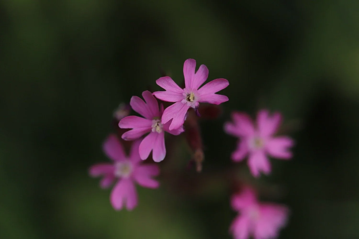 wildflowers 20.jpeg