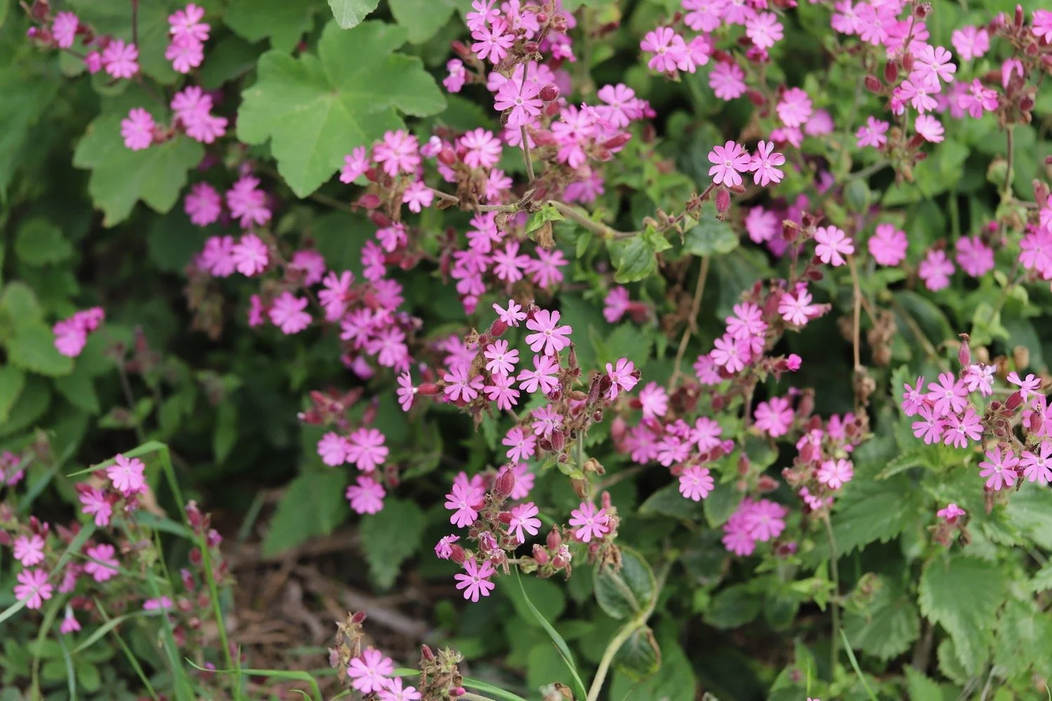 wildflowers 21.jpeg