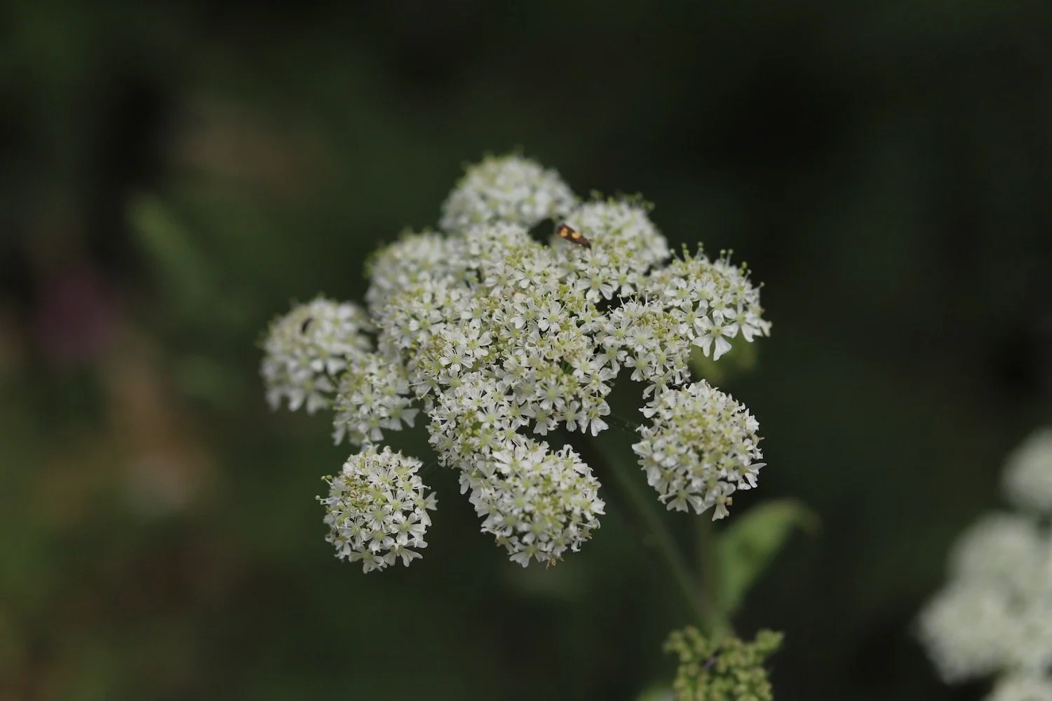 wildflowers 22.jpeg