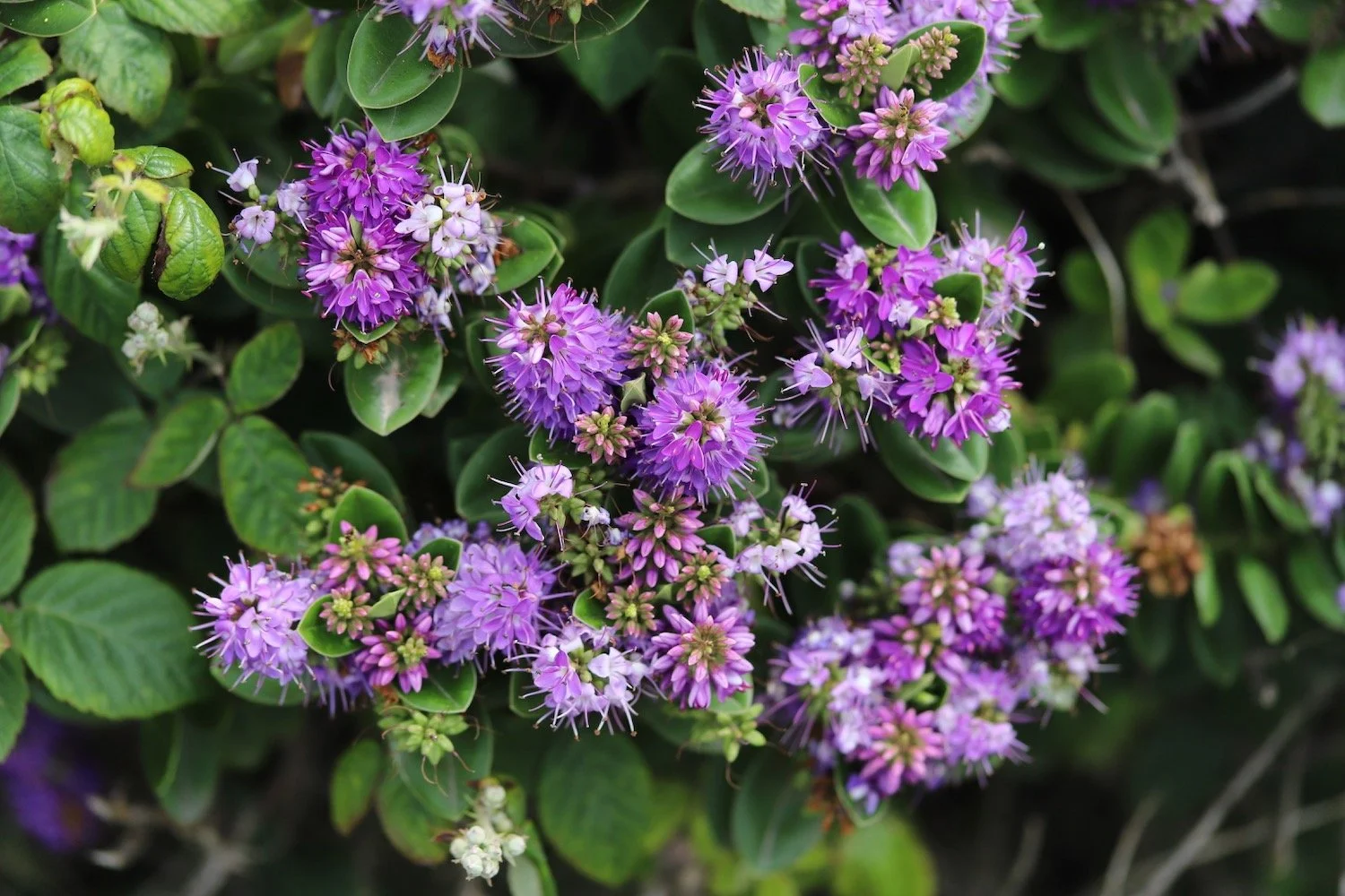 wildflowers 23.jpeg