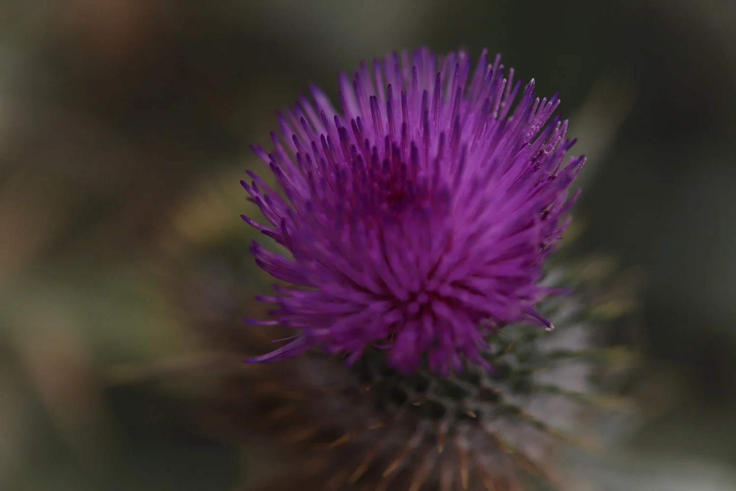 wildflowers 24.jpeg