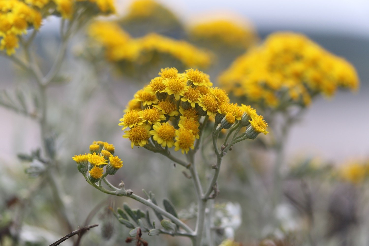 wildflowers 25.jpeg