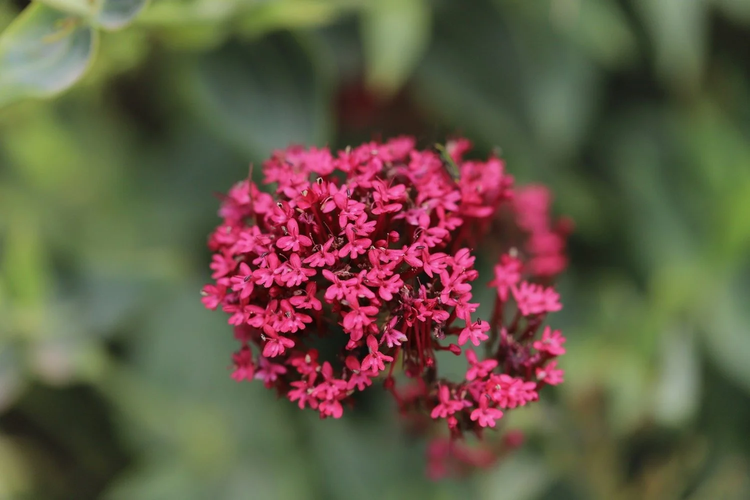 wildflowers 26.jpeg