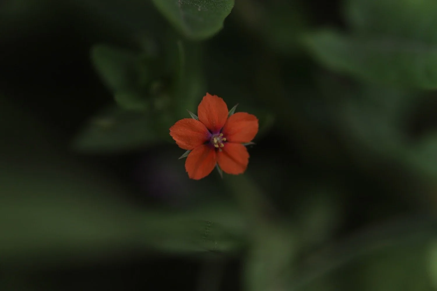 wildflowers 27.jpeg