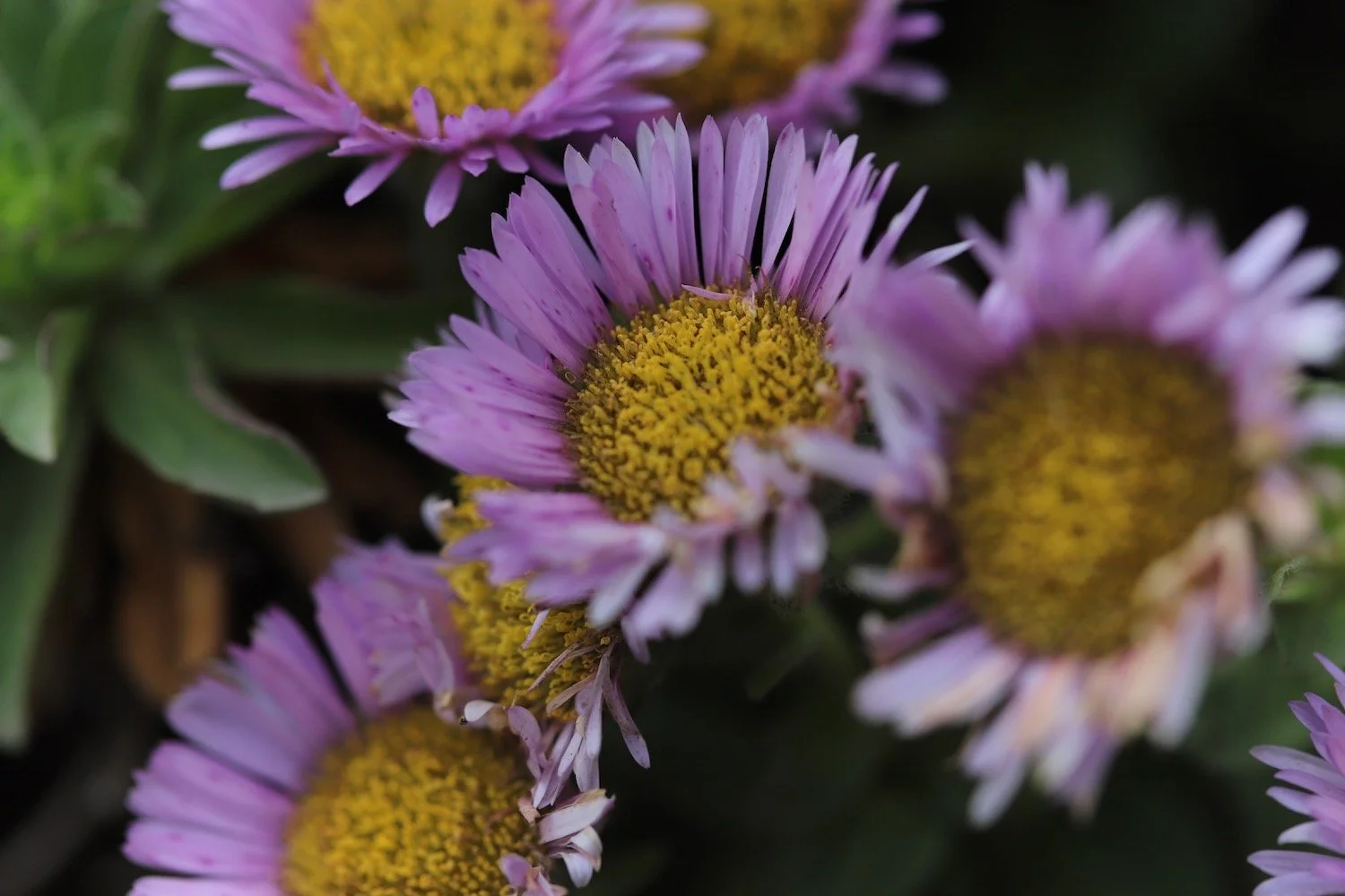 wildflowers 28.jpeg