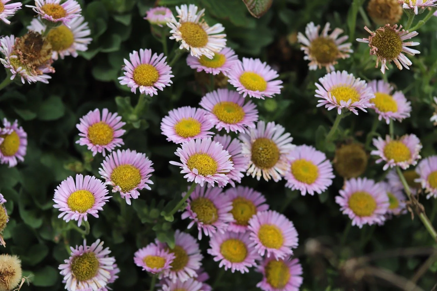 wildflowers 29.jpeg