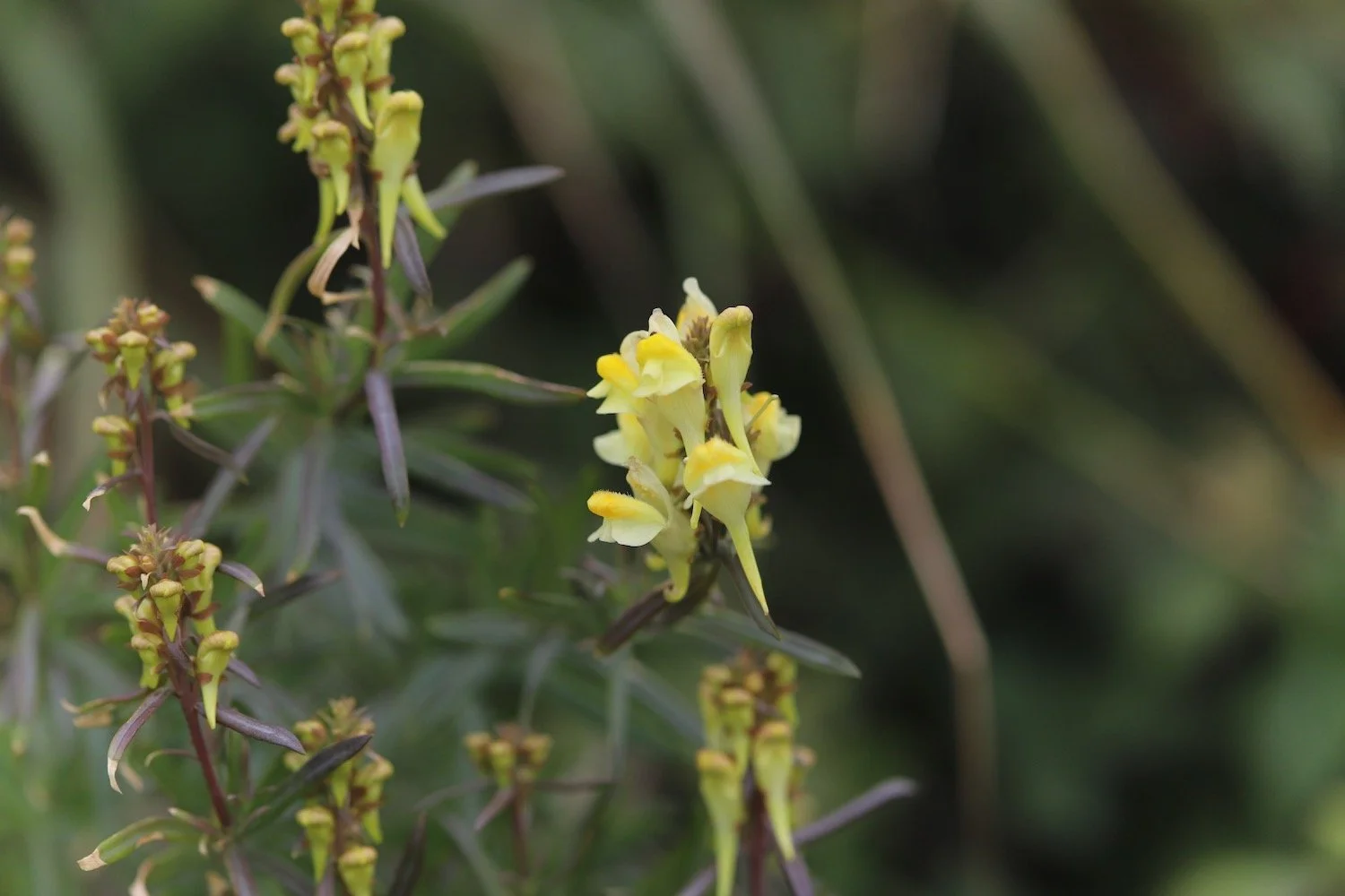 wildflowers 30.jpeg